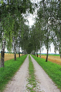 Λεωφόρος, Λεωφόρος βετούλης (σημύδας), μακριά, φύση, με τα πόδια, βετούλης (σημύδας), δέντρο με γραμμές avenue