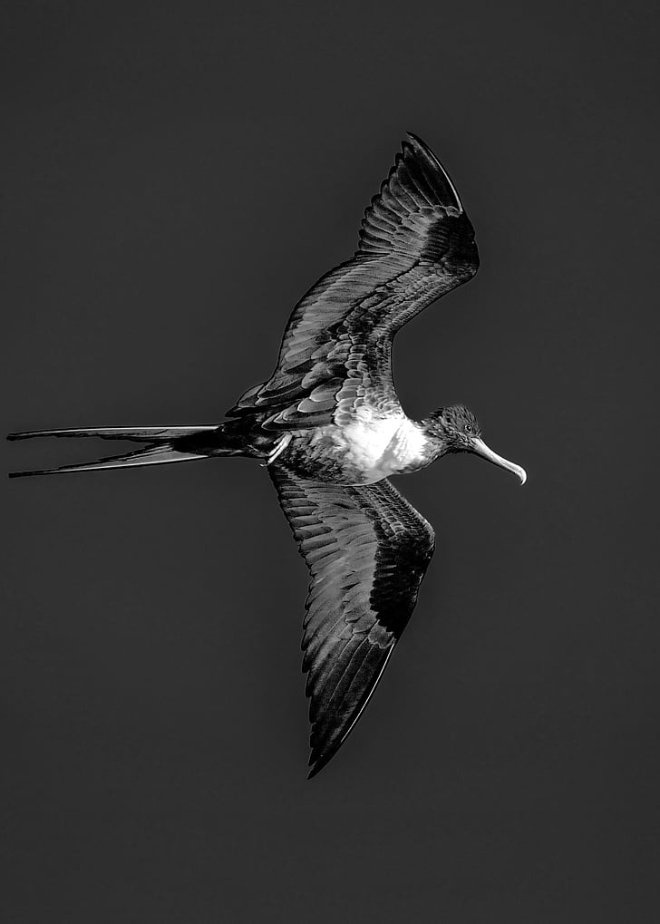 fregatt, Bermuda, fekete-fehér, madár, menet közben, szárny