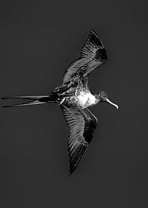 fragata, Bermuda, preto e branco, pássaro, voar, asa