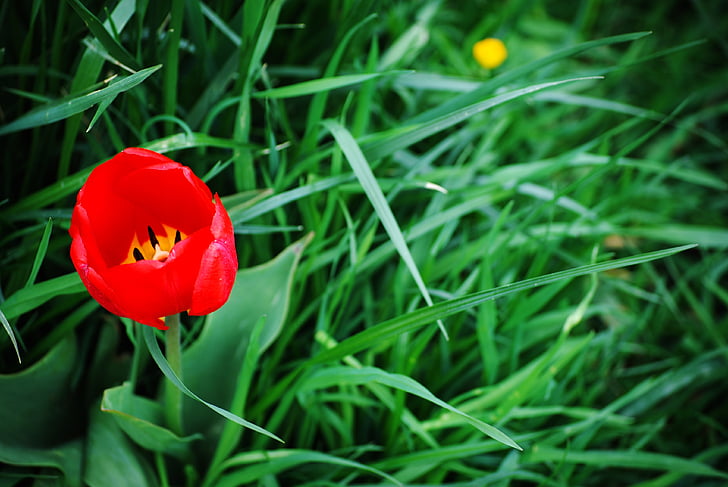 grass, nature, flower, green, spring, red flower, red