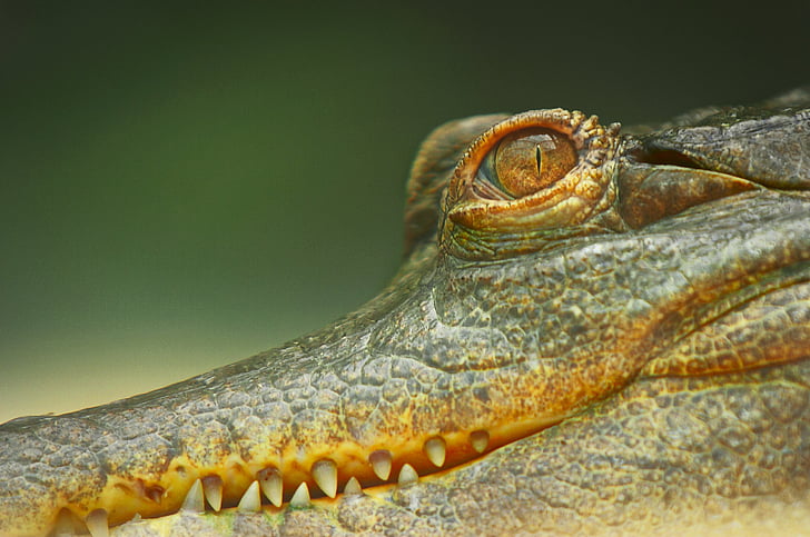 Krokodil, Augen, Wild, Zähne, Safari, ein Tier, Reptil