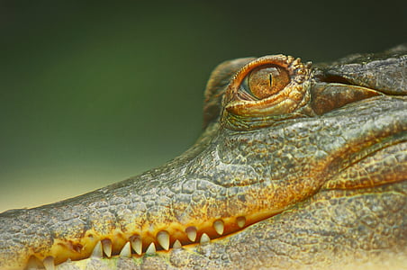 krokodill, silmad, looduslike, hambad, Safari, üks loom, roomaja