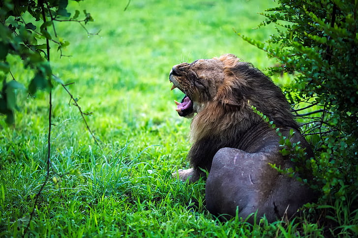 lion, male, growl, roar, wildlife, animal, predator
