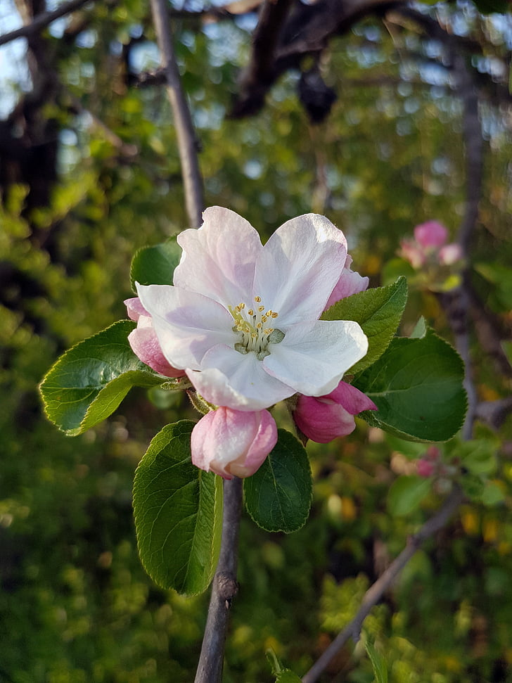 apple blossom, blooming, flower, plant, white, fresh, springtime