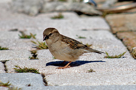 bird, female sparrow, sparrow, nature, animal, wildlife, outdoors