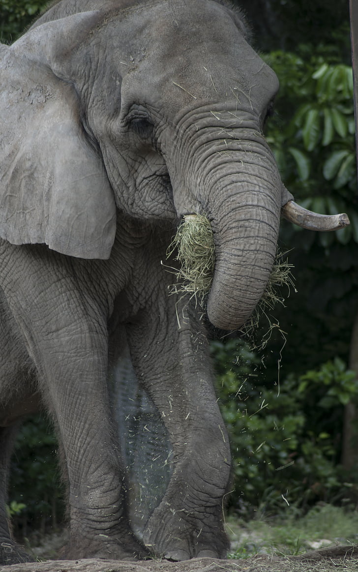 slon, prosto živeče živali, živalski vrt, hranjenje slon