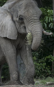 elefante, vida selvagem, jardim zoológico, alimentando o elefante