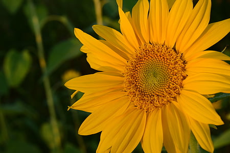 Sun flower, Zamknij, żółty, kwiat, Bloom, Złote światło, Wieczorem