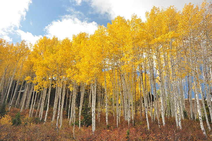 Utah, Park city, Bạch dương, màu vàng, Thiên nhiên, cây, mùa thu