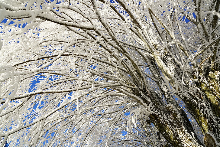 träd, rimfrosten, gren, Iced, Crystal bildandet, snöig, Eiskristalle