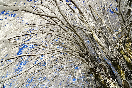 tree, hoarfrost, branch, iced, crystal formation, snowy, eiskristalle