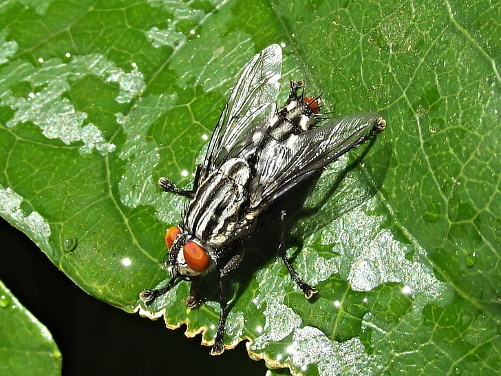 flyve, insekt, makro, natur, Wing, bug, sort