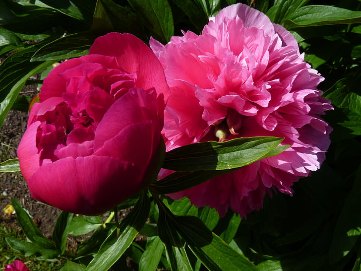 flower, nature, peony, summer flower, rose, red, pink