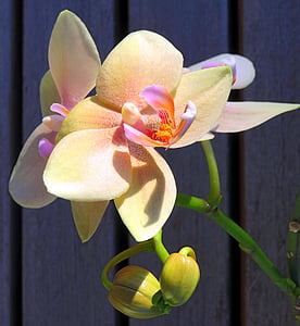 planta, orquídea, Phalaenopsis, orquídea borboleta, flor exótica, com os botões de flores, fechar