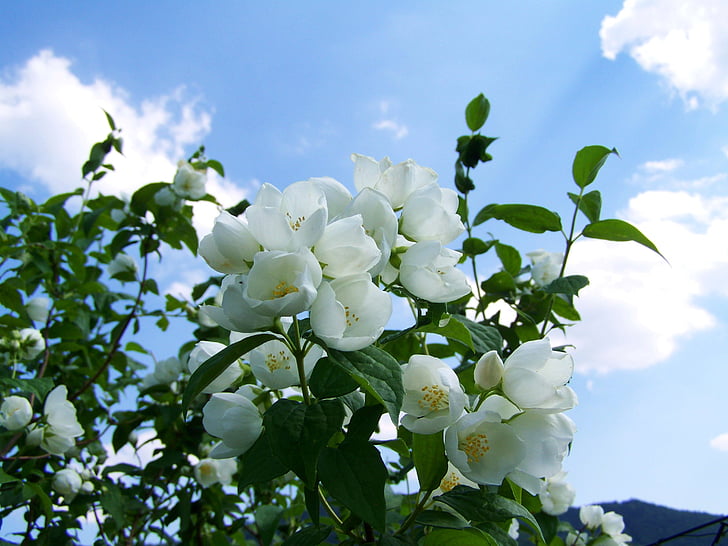 Jasmin, bijeli cvijet, vrt, plavo nebo, priroda, biljka, drvo