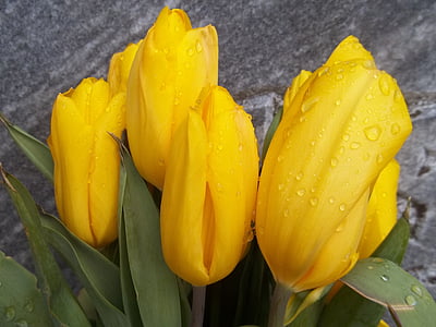 tulipani, žuta, cvijeće, proljeće, biljka, cvatu, vrt