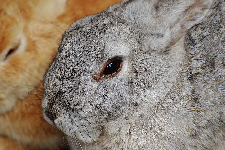 tavşan, wildpark poing, tavşan, Bunny, şirin, tatlı, kürk