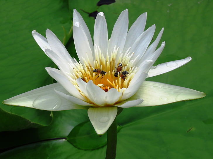 Lilly, květ, včely medonosné, Příroda, Vodní lilie, Lotus leknín, rybník