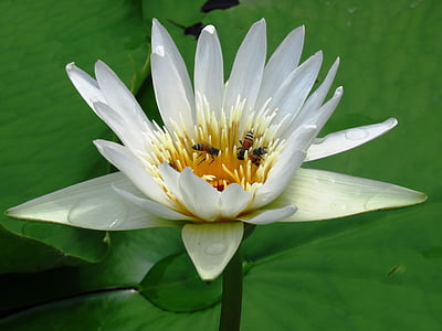 Lilly, Blume, Honigbiene, Natur, Seerose, Lotus Seerose, Teich