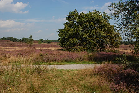 Heide, Bloom, Veluwe, chemin d’accès, route, paysage, nature