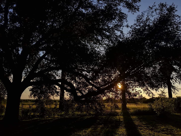 albero, tramonto, bella, natura, tempo libero, foresta