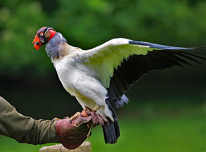 king vulture, vulture, wildlife, nature, red, feather, raptor