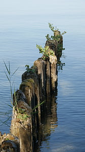 Lago, cepas, agua, naturaleza, madera, registro, estructura de madera