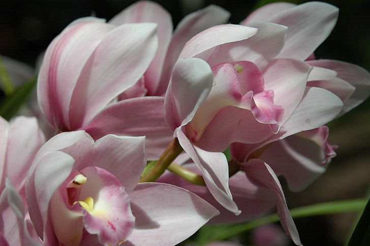 flowers, spring, pink