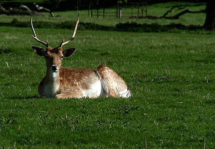 ciervo, Parque, attingham, Shropshire