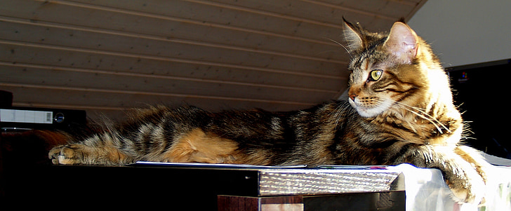 cat, large, table, mackerel