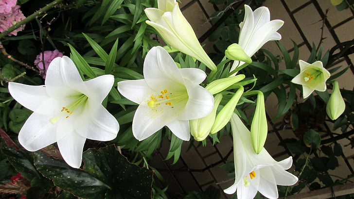 flower, lily, perfumed