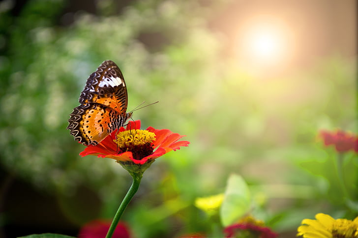 butterfly, bright sun, flowers, rose