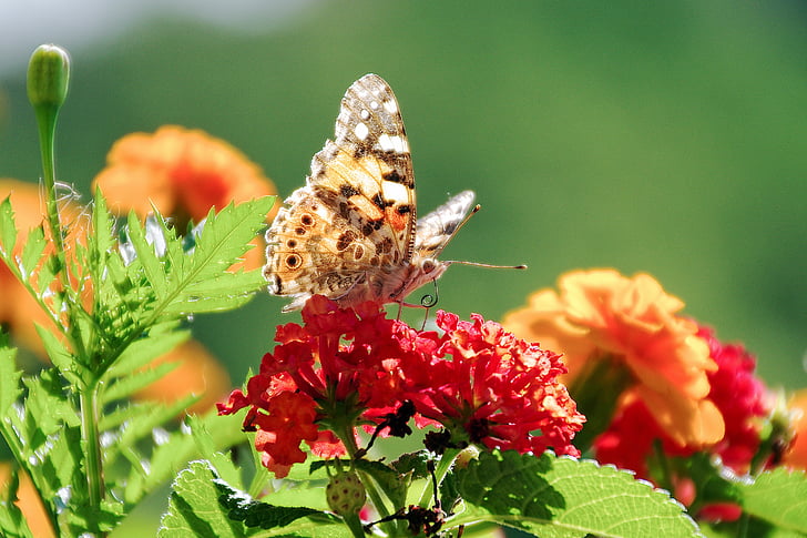 flowers, lantana, butterfly, colors, silhouette, moth, insects