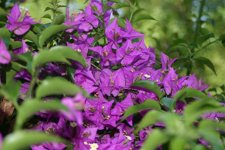 púrpura, flor, floración, flor, flores, naturaleza, planta