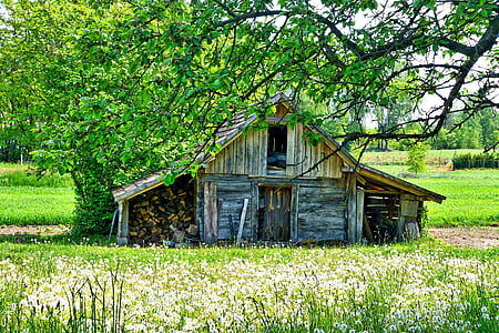 shed, countryside, farm, wildflowers, wooden, nature, rural