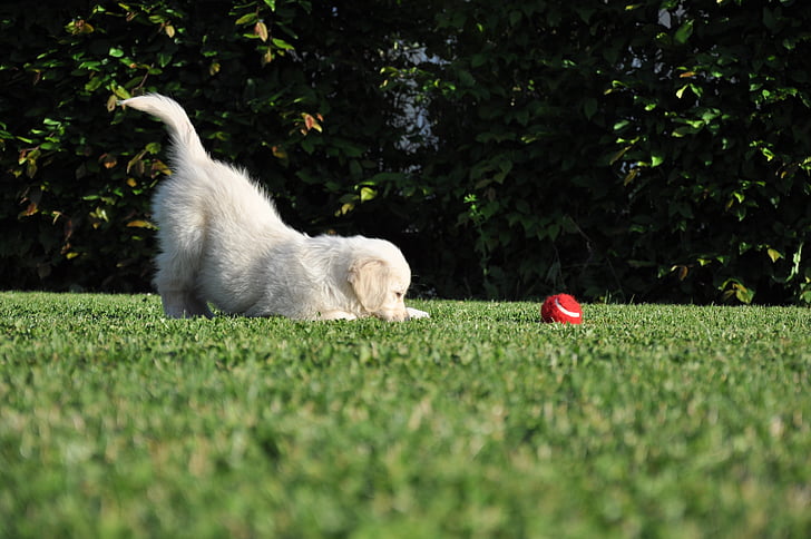 chien, jeu, Golden retriever, jardin, boule rouge