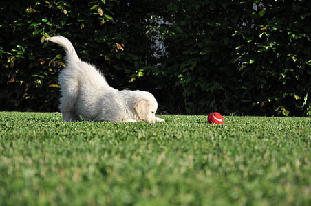 câine, joc, aur retriever, gradina, mingea roşie