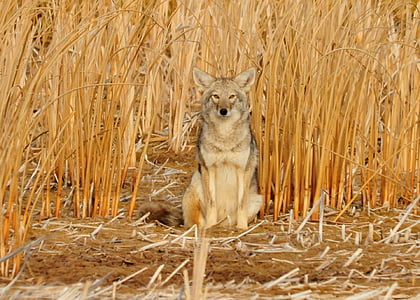 Coyote, sitter, rovdyr, dyreliv, natur, utendørs, jeger