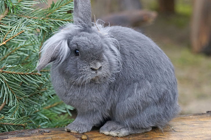 Trpasličí králik, dom králik, PET, domácky, Fotografie prírody, zviera