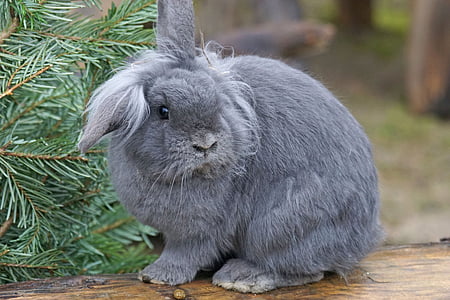 dwerg konijn, huis konijn, huisdier, gedomesticeerde, wildlife fotografie, dier