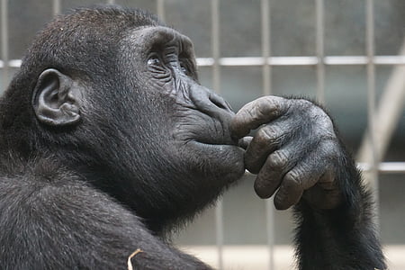 ape, chimp, chimpanzee, monkey, primate, thinking, zoo