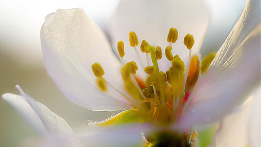 mandlový květ, jaro, Fotografie, Příroda, květ, závod, okvětní lístek