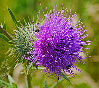 thistle flower, small beetle, insect, thistle, wild plant, purple, close