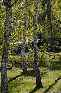 τοπίο, Spreewald, βετούλης (σημύδας), φύση, δέντρο, δάσος, σε εξωτερικούς χώρους