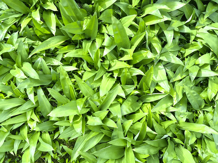 pää küüslauk, Allium ursinum, lehed