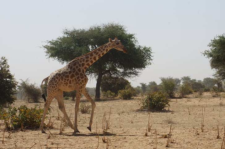 žirafe, Savanna, Āfrika, niger, kouré, skatieties, slājam