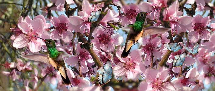 flors, ocells, Beija flor, papallona, ocell, natura, vol de beija flor
