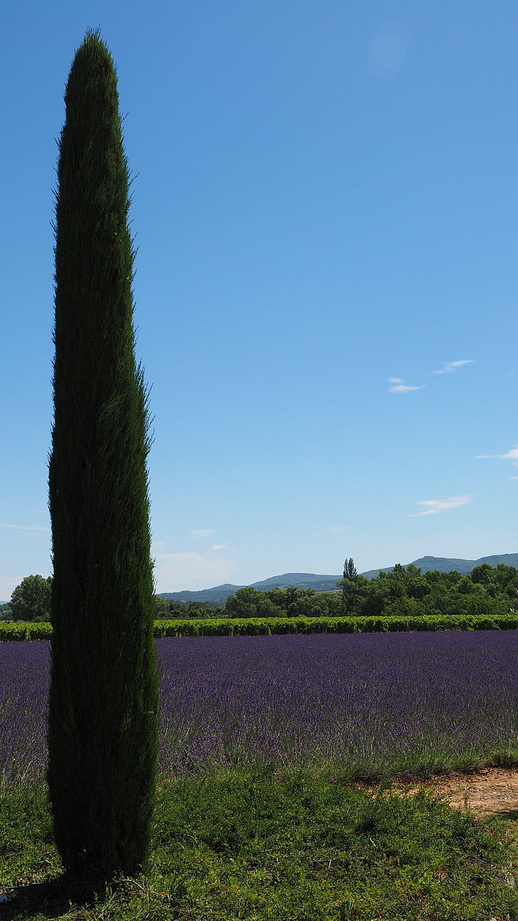 cypress, lavender field, lavender, lavender cultivation, purple, ornamental plant, crop