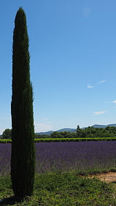 cypress, lavender field, lavender, lavender cultivation, purple, ornamental plant, crop