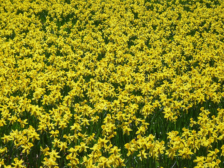 Hoa thủy tiên vàng, Daffodil field, osterglocken, màu vàng, mùa xuân, Blossom, nở hoa